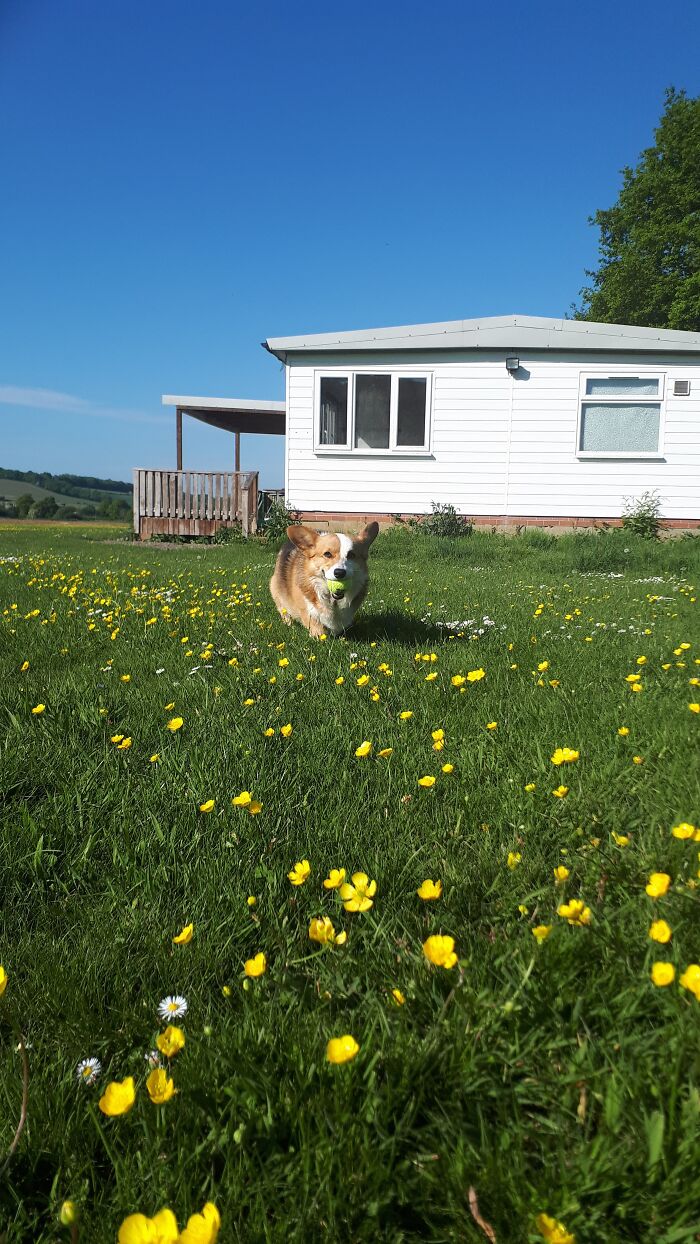 Blue Skies, Green Grass With Woofles The Corgi