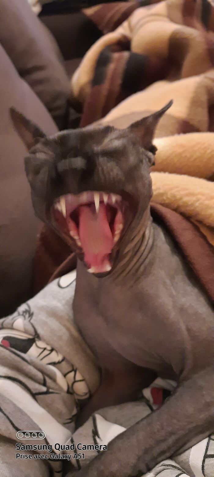 When My Sphynx Cat Yawns And Looks Like A Nightmare Creature