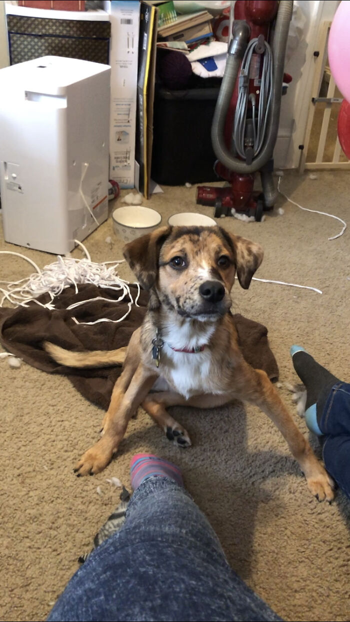 This Is Theo, Who Forgets How To Sit When You're Holding His Toys