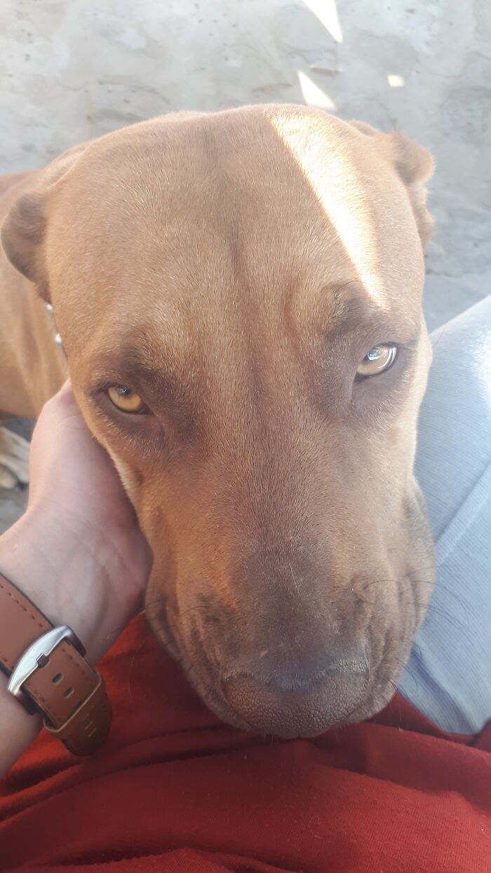 My Best Friend Coco, May She Always Have A Delicious Bone And Green Fields To Run Free In Forever 