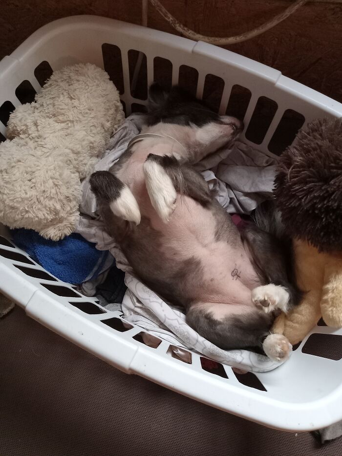 Luna Loves The Laundry Basket