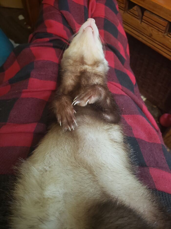 Farrah Collapsed In A Deep Sleep On My Lap Just After Destroying His Business' Ball Pit, Flooding My Living Room With 400 Plastic Balls