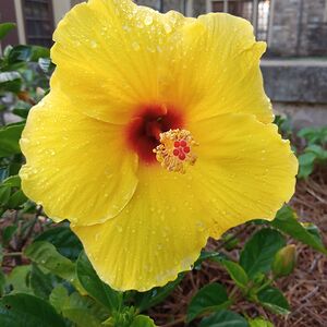 julianacampbell avatar