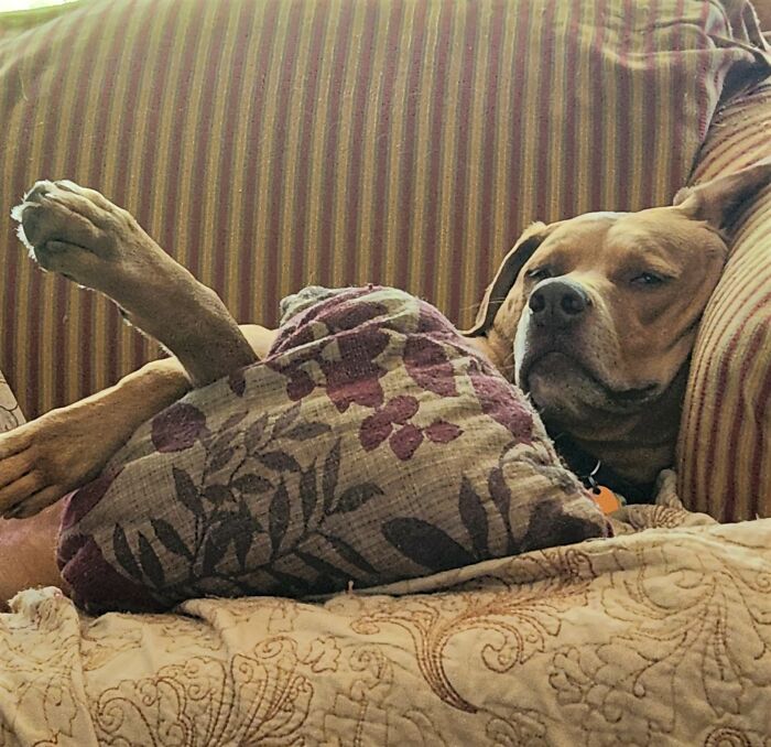 Cooper, He's Fond Of Pillows, Blankets And Long Naps