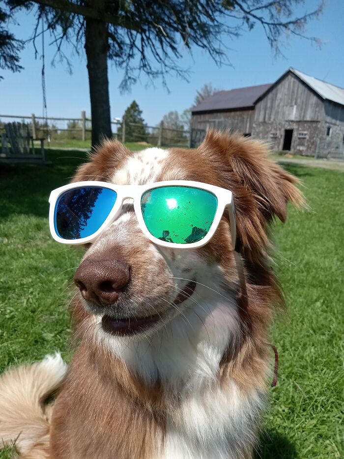 Hanging Out With My Pupper