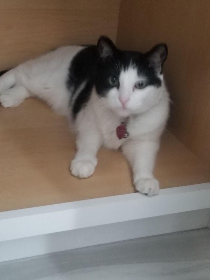 This Is Yang Liu My Chinese Neighbors Cat. She Loves To Hide In Cabinets