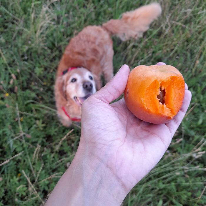 Wild Fruits And My Dog