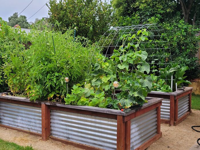 It All Started With Covid... And Now I Can't Stop