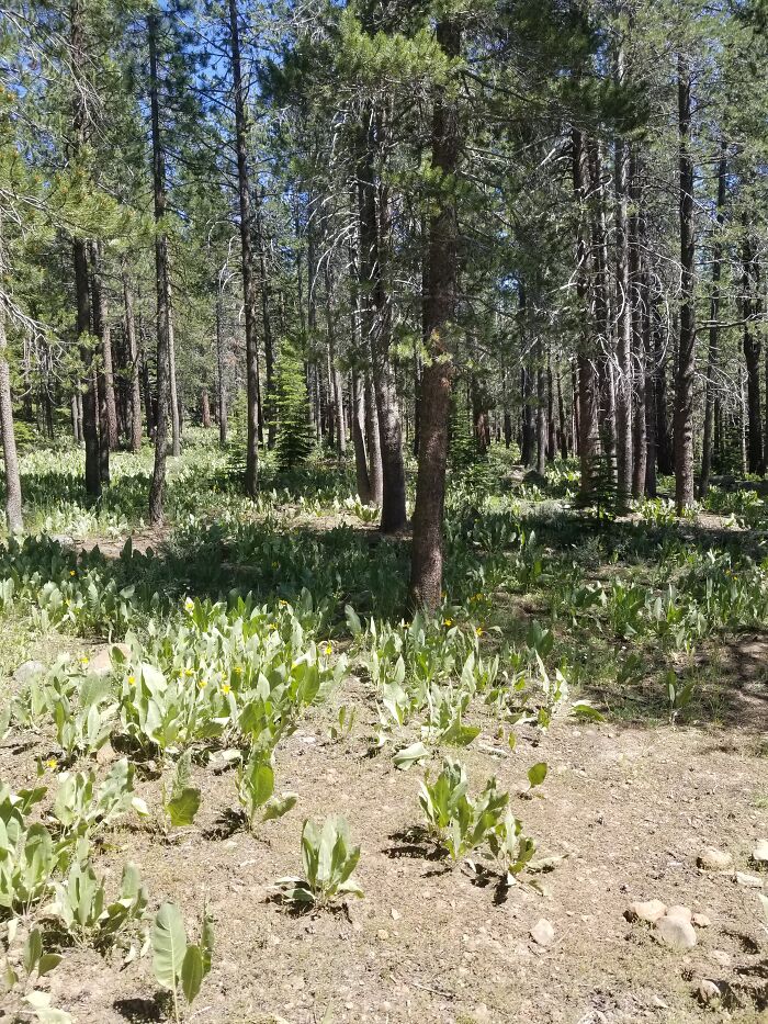 Not A Garden, But A Forest