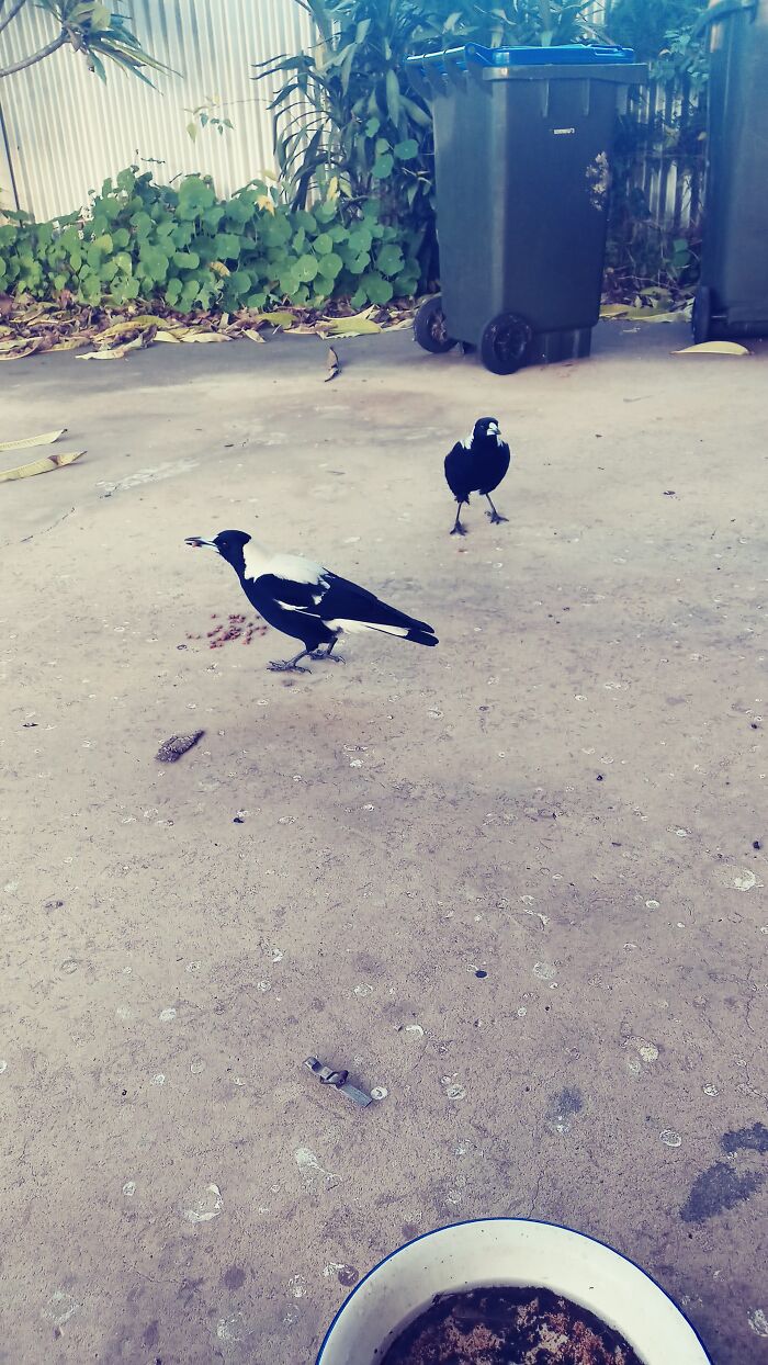 "Maggie May", My Magpie, And Daughter "Megumin"
