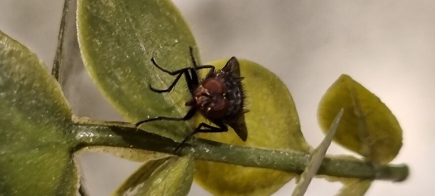 Close Up Animals In The Wild