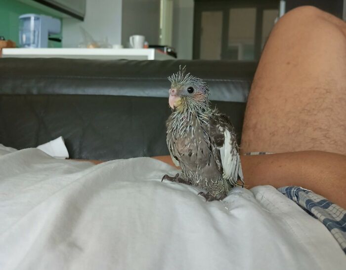 My Bird When We First Got Her