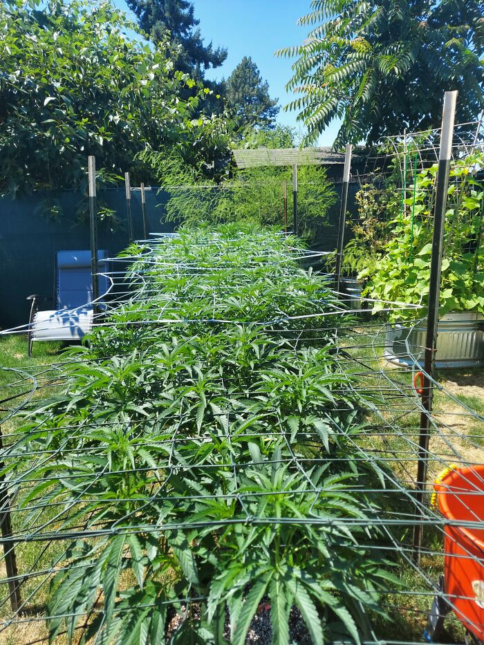 My Adult Garden Legal Where I Live