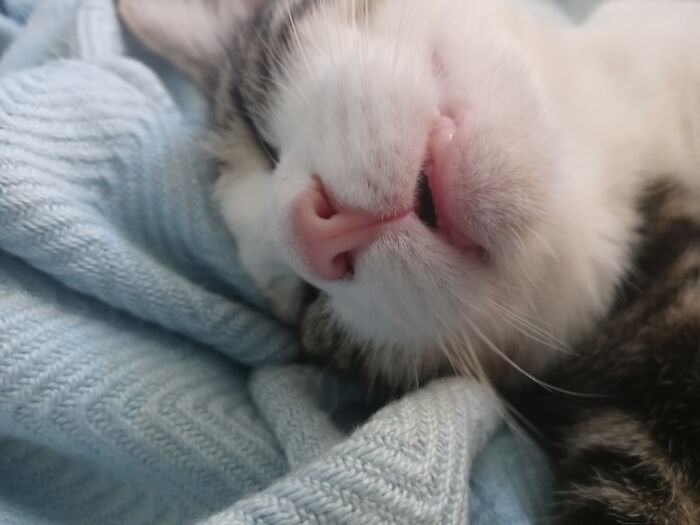 Miss Pearl Loves To Sleep With Her Mouth Open
