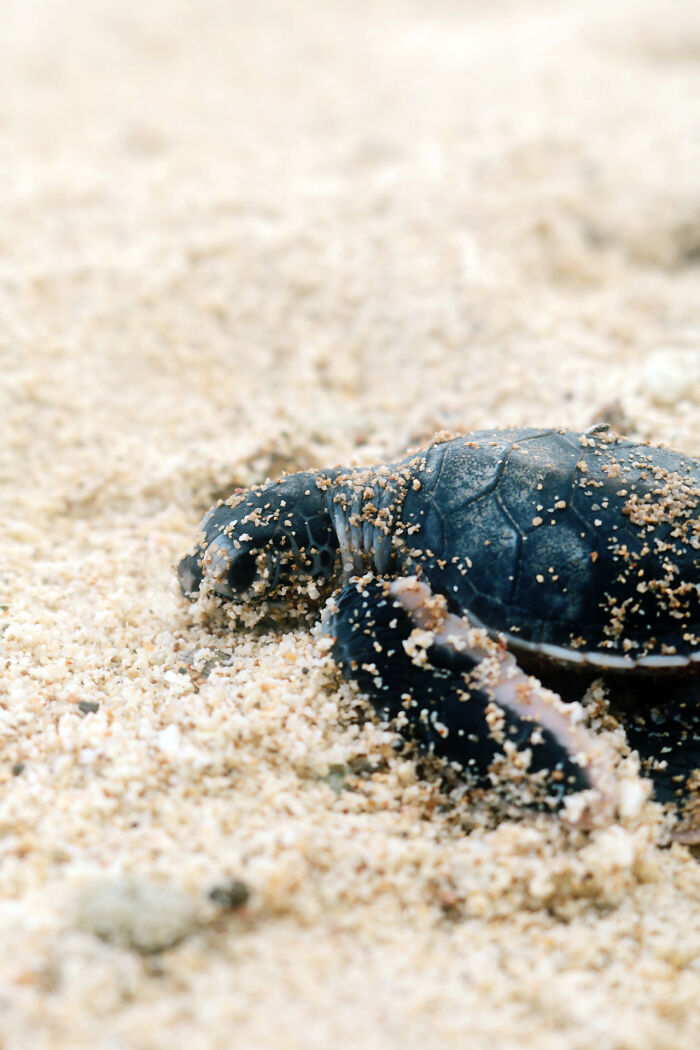 Green Turtles: The Little "Wanderers" In The Middle Of The Ocean