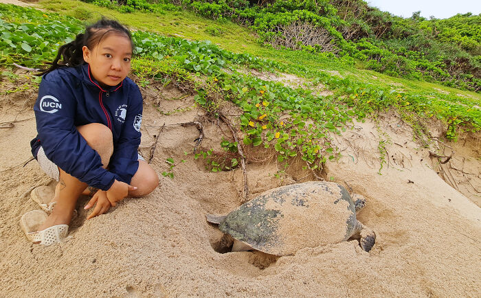 Green Turtles: The Little "Wanderers" In The Middle Of The Ocean