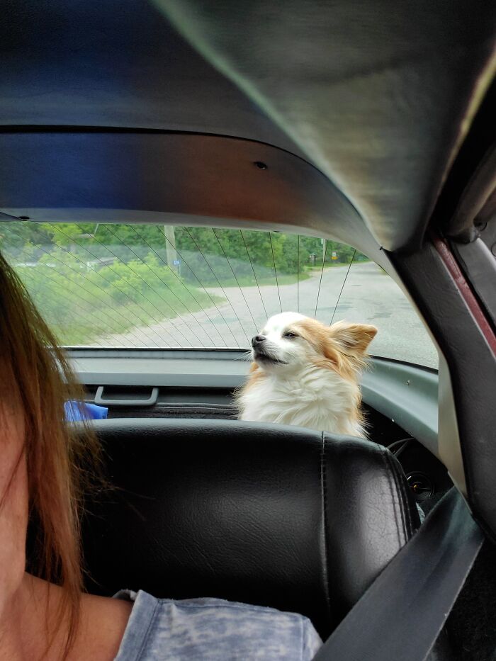1979 Corvette Ride, This Is Archie, And He Is Enjoying (I Think) The Ride!! Rock On!!