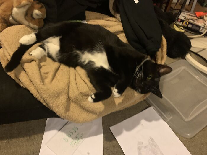 After A Hard Day Of Being Annoying