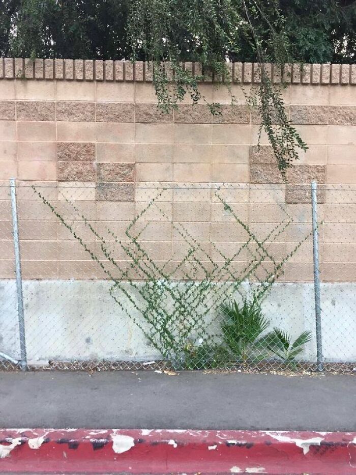 This Plant Growing Along The Chains Of A Fence