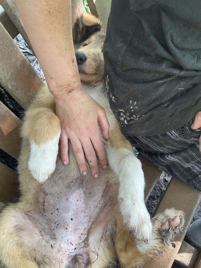 Getting To Spend Time With The Dogs 