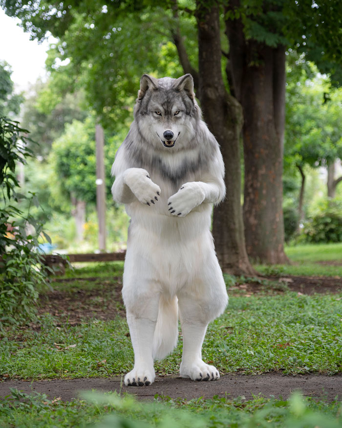 “I Feel I’m No Longer Human”: Man Spends $23,000 To Transform Into A Wolf “I Feel I’m No Longer Human”: Man Spends $23,000 To Transform Into A Wolf