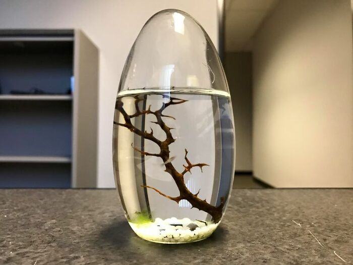 Got This Closed Ecosystem In The Mail Yesterday: Four Shrimp, Some Algae, Water, And No Maintenance Ever