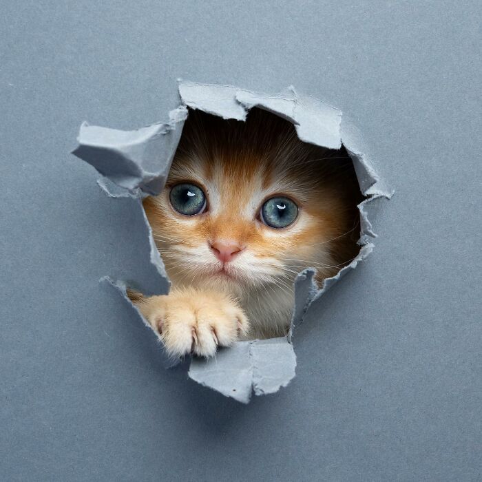 This ‘Catographer’ Takes Funny Pictures Of Cats Crossing Cardboard That Might Make You Laugh (21 Pics)