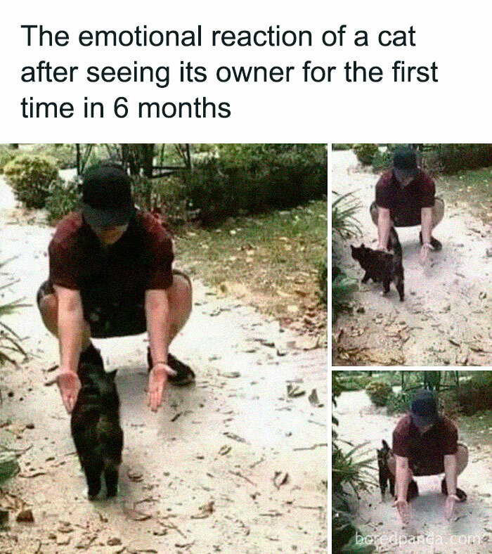 Funny and relatable cat reuniting with owner after six months, showing a joyful and heartwarming reaction.
