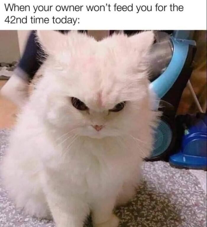 Fluffy white cat with a grumpy expression, humorous cat meme highlighting a relatable pet moment.