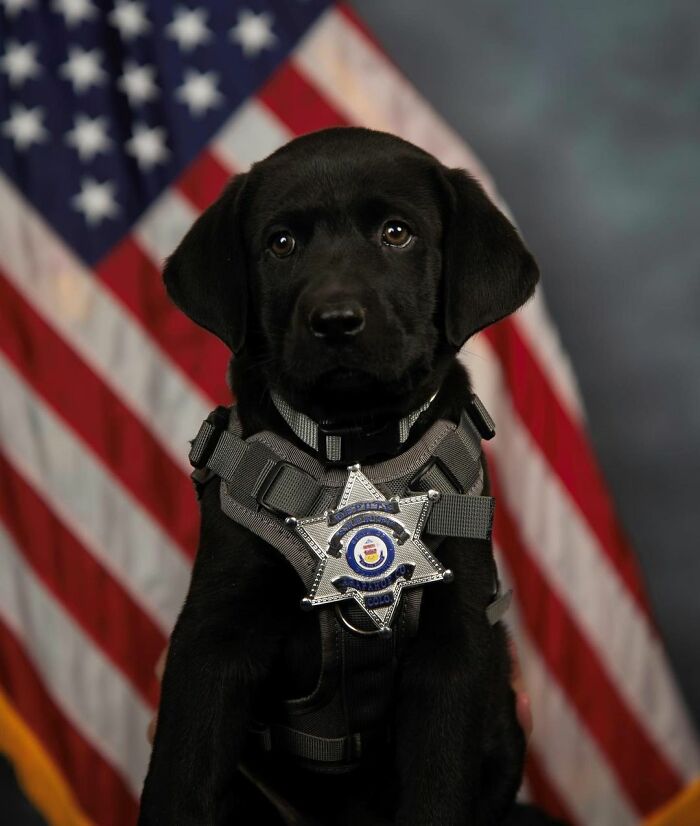 K9 Puppy Melts Hearts By Dozing Off During Swearing-In Ceremony
