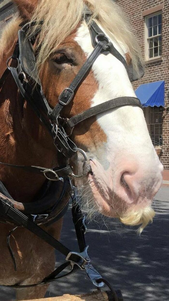 This Horse Has A Full Grown Mustache
