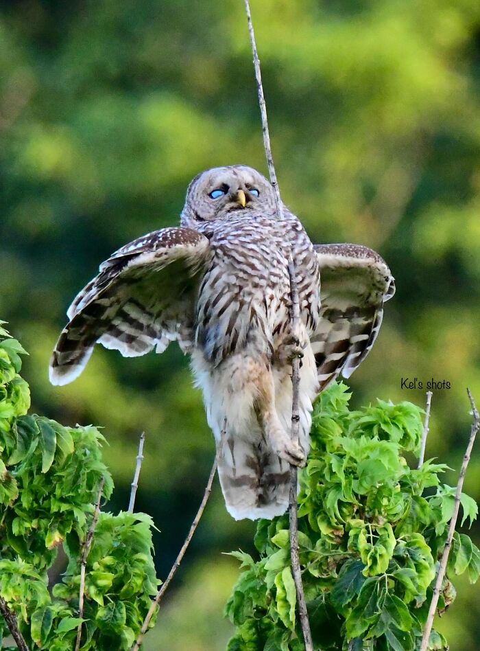 I Was Trying To Get The Graceful Landing Of A Barred Owl. Instead I Got A Drunken Pole Dancer. The Third Eyelid Being Closed Was The Icing On The Cake