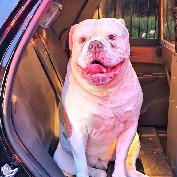 Heartwarming Story Of Dog Rescuing His Family From Fire