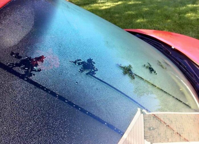 Frog Left His Tracks Behind On A Dewy Windshield This Morning
