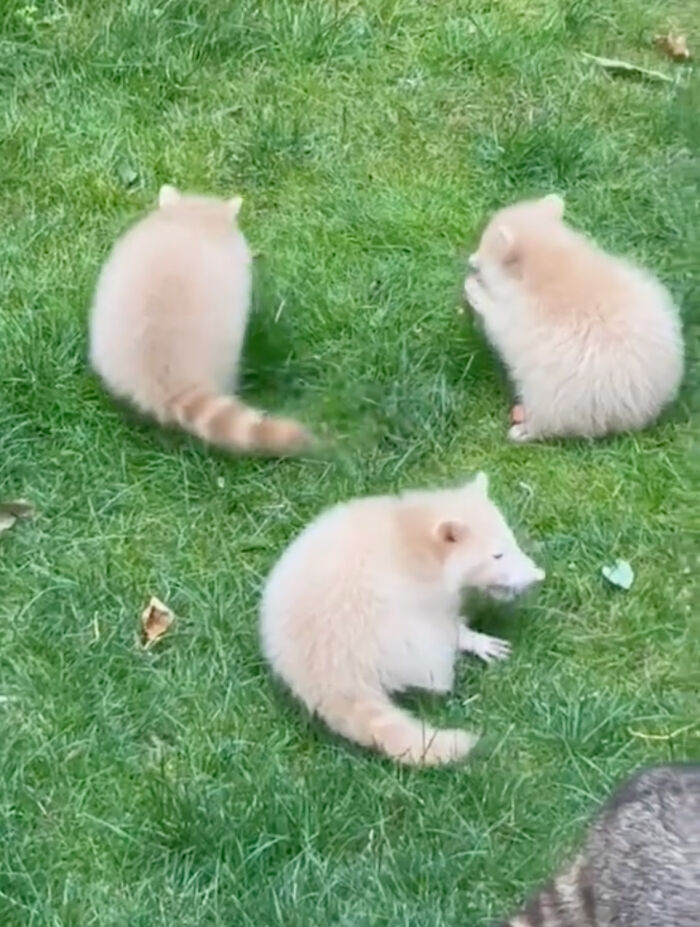 Watch Mama Raccoon Bringing Albino Babies To Her Favorite People Watch Mama Raccoon Bringing Albino Babies To Her Favorite People