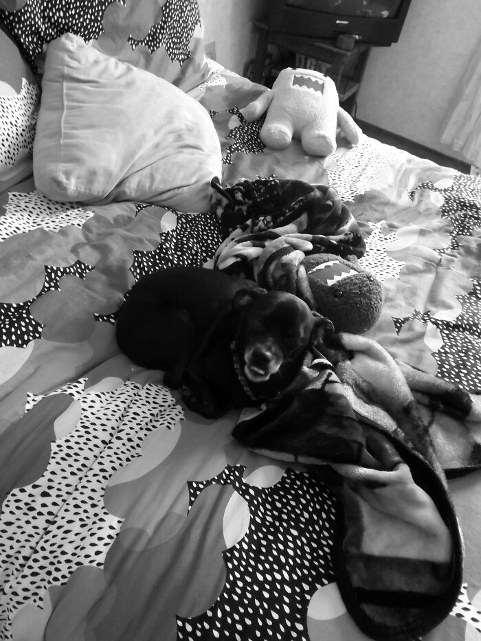 The Smile Of One Who Knows He's On The Forbidden Bed. He Is Clearly Unafraid Of Domos