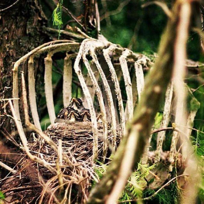 Birds Nest Inside Deers Rib Cage