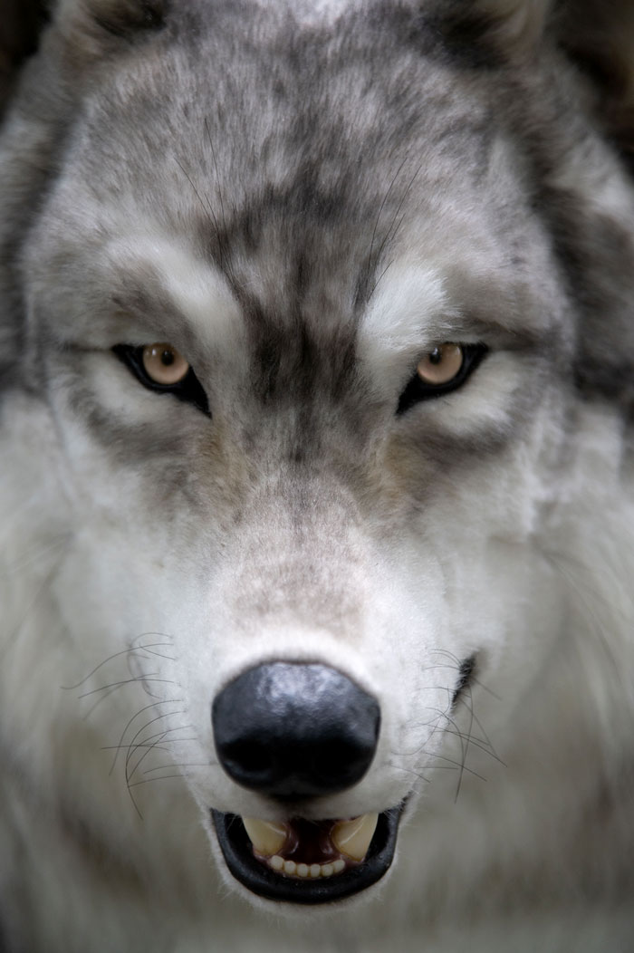 “I Feel I’m No Longer Human”: Man Spends $23,000 To Transform Into A Wolf “I Feel I’m No Longer Human”: Man Spends $23,000 To Transform Into A Wolf