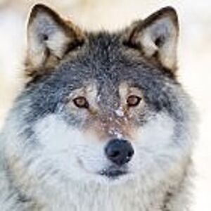 charlottewalker_1 avatar