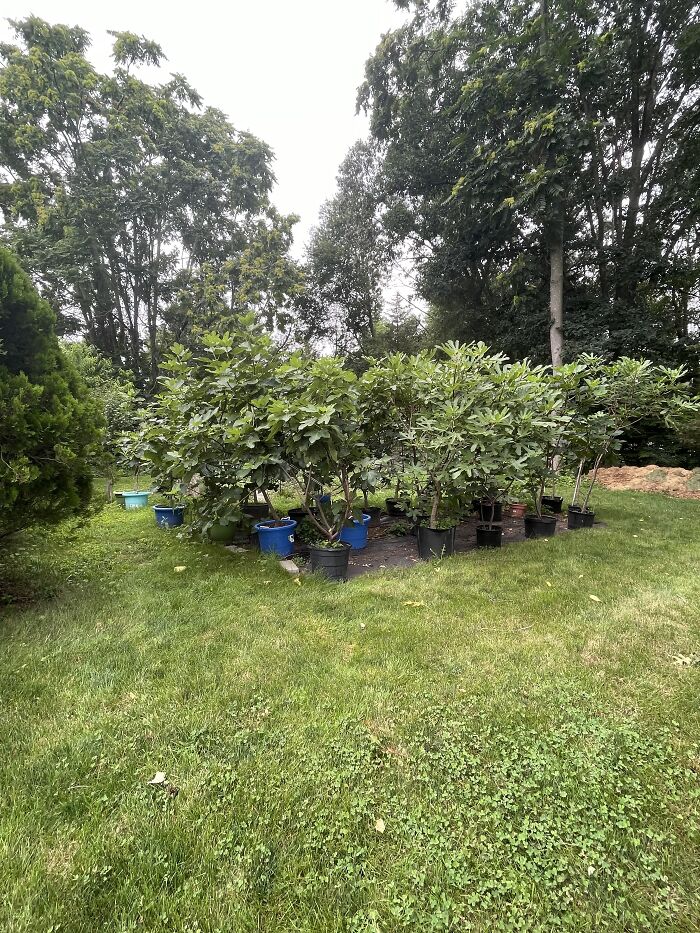 After My Great Grandmother Died, My Grandfather Inherited These Lovely Fig Trees
