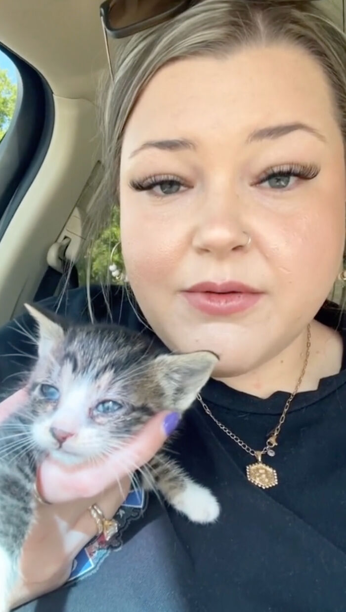 Kitten Wins Hearts Online After Asking To Be Rescued From The Bushes