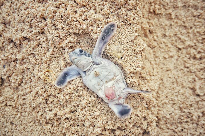 Green Turtles: The Little "Wanderers" In The Middle Of The Ocean