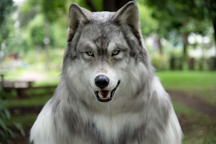 “I Feel I’m No Longer Human”: Man Spends $23,000 To Transform Into A Wolf