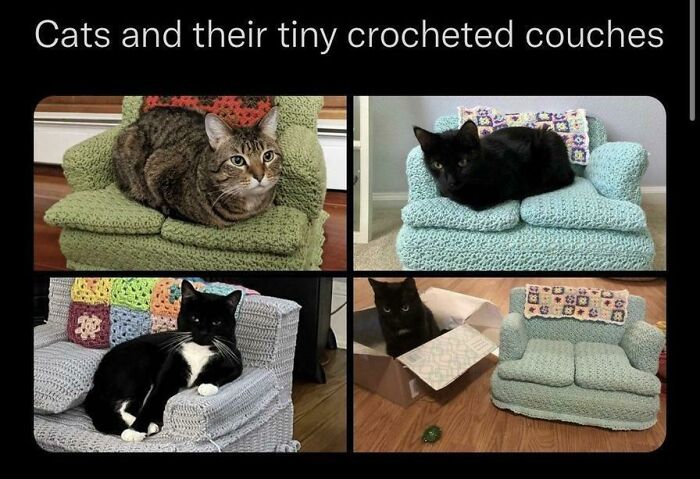 Cats comfortably lounging on colorful crocheted couches, showcasing funny cat photos.