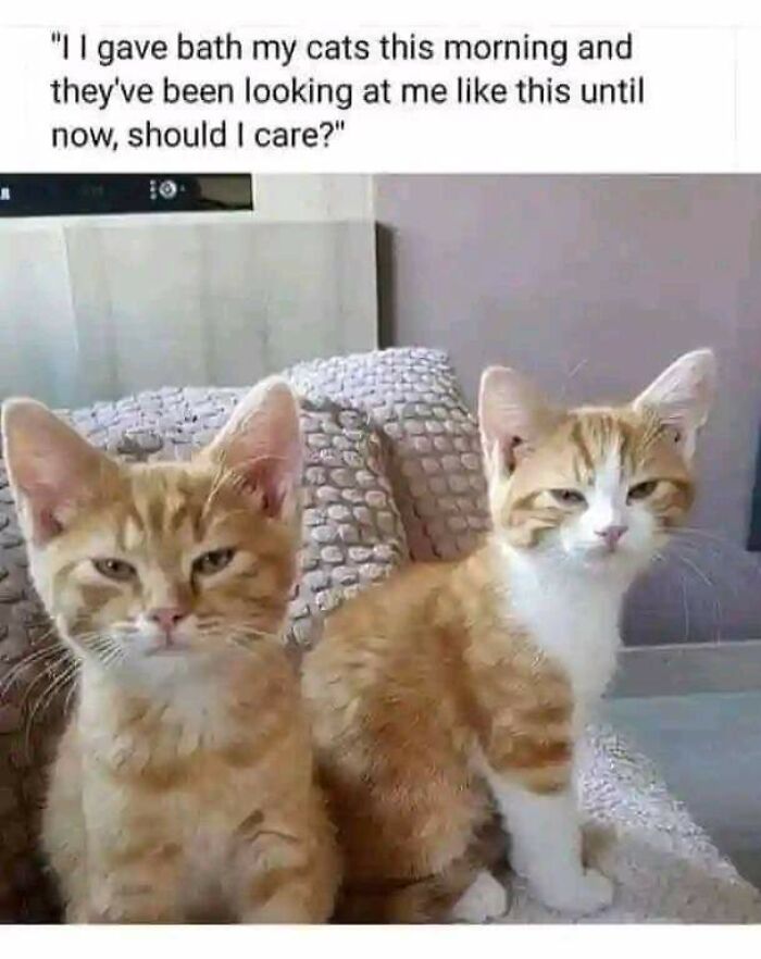 Two funny cats sitting on a couch, looking unimpressed after a bath.
