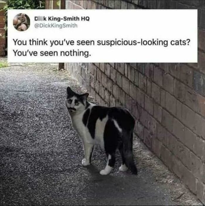 Meow-Ster Of Disguise