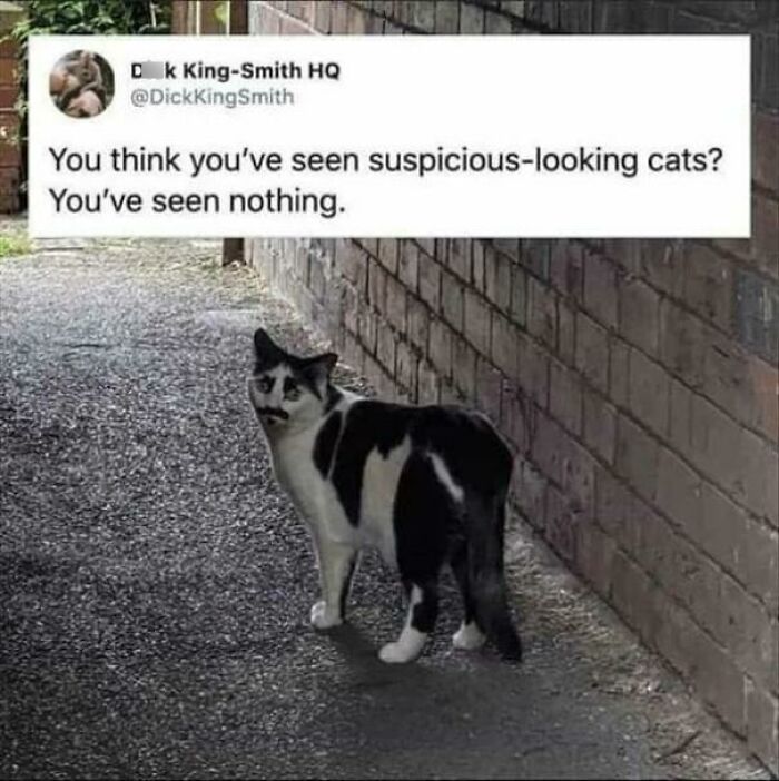 Cat with a mustache marking looks suspicious in a brick alley, with a humorous tweet about suspicious cats above.