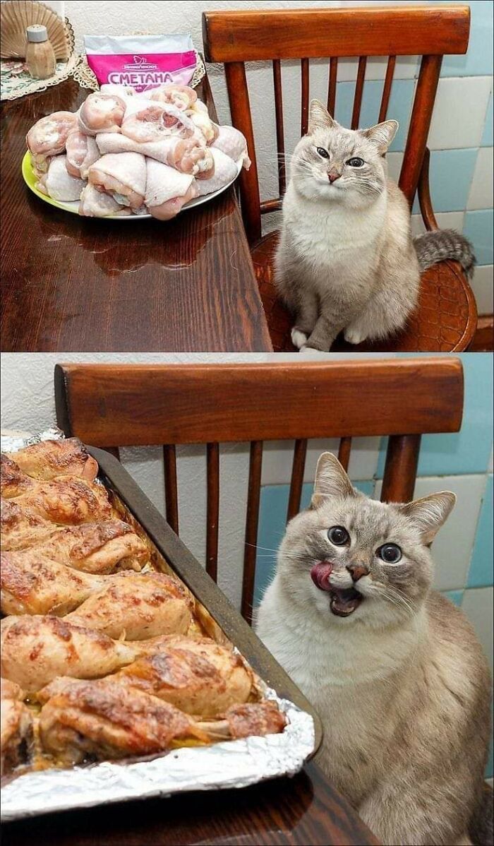 Funny cat eagerly eyeing raw and then cooked chicken on a kitchen table.