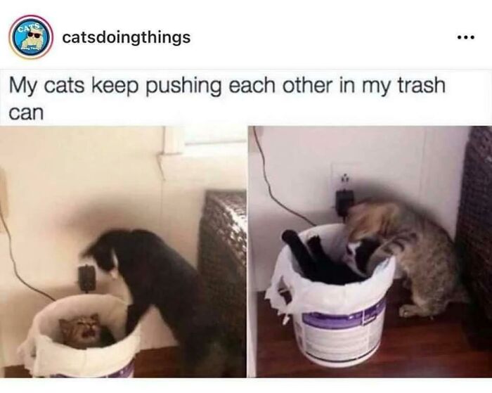 I Can See Our Cats Doing This