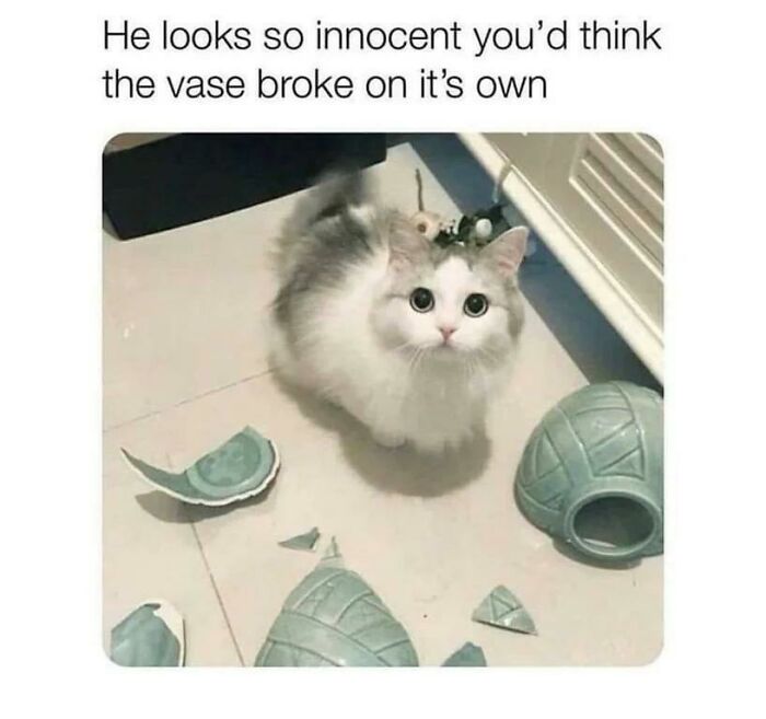 Purrfectly Innocent